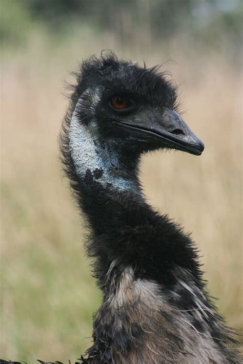 Hd Wallpaper Bird Ostrich Wildlife Neck Head Big Feather Beak