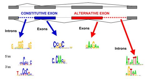 summary of motifs found in alternative and constitutive exons and download scientific diagram