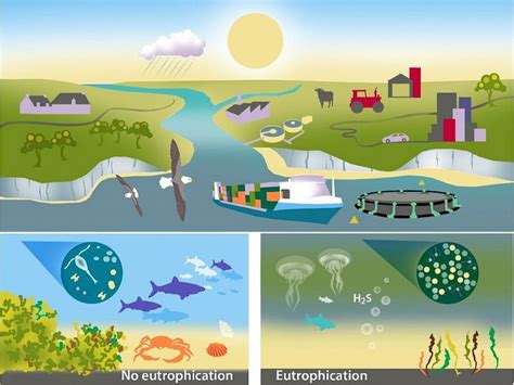 Eutrophication And Nitrogen Cycle Pollution Ospar Commission