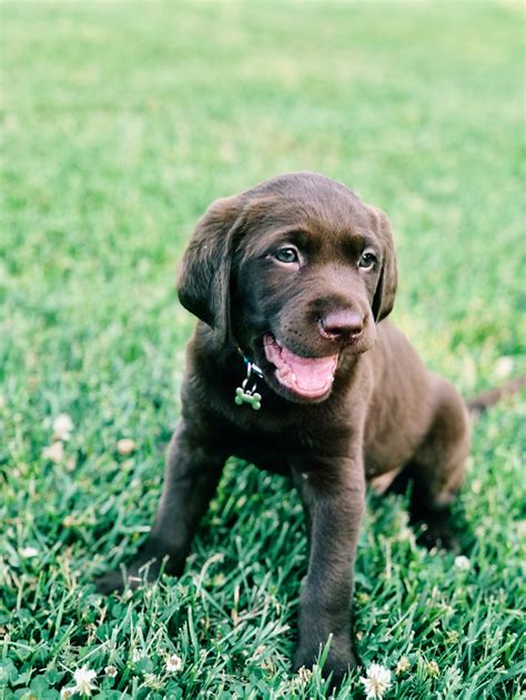 11 Friendly Facts About Labrador Retrievers — Woofpurnay Veterinary