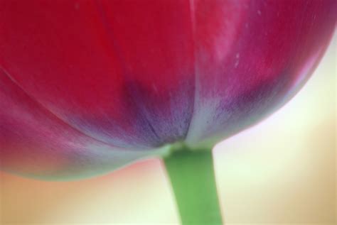 Free Images Flower Petal Tulip Spring Green Red Pink Flowers