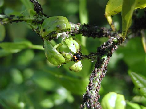 Citrus Enthusiast Common Citrus Diseases And Pests