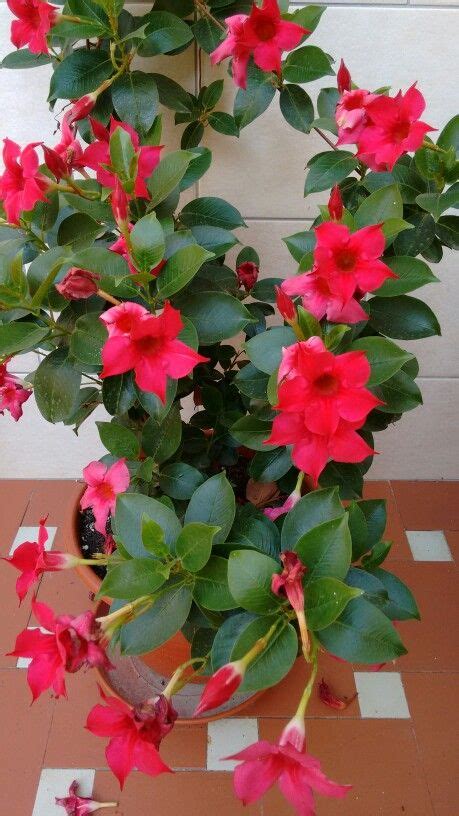 Mandevilla Dipladenia Difference Choose A Plant For Cuttings