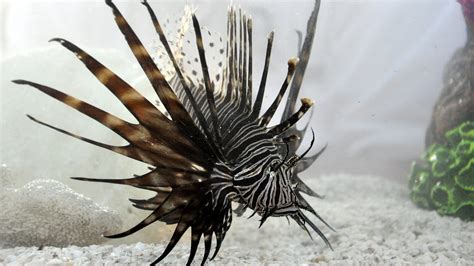 What They Eat Lionfish