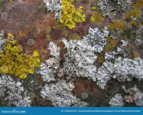 Set Of Lichens Of Different Colors Stock Photo Image Of Fungi
