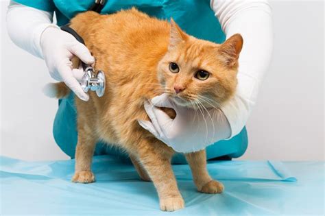 We believe in treating every patient as if they were our own pet, and giving them the same loving attention and care. Veterinary Cardiology in Conway, AR | St. Francis ...