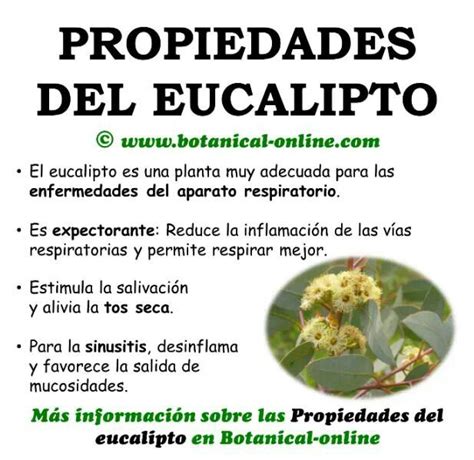 Eucalipto Propiedades Del Eucalipto Hierbas Curativas Y Remedios Para La Salud