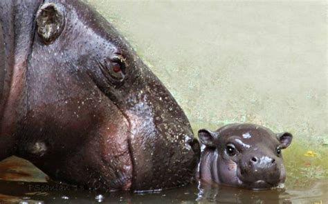 Nace Un Hipopótamo Pigmeo Una Especie En Peligro De Extinción La