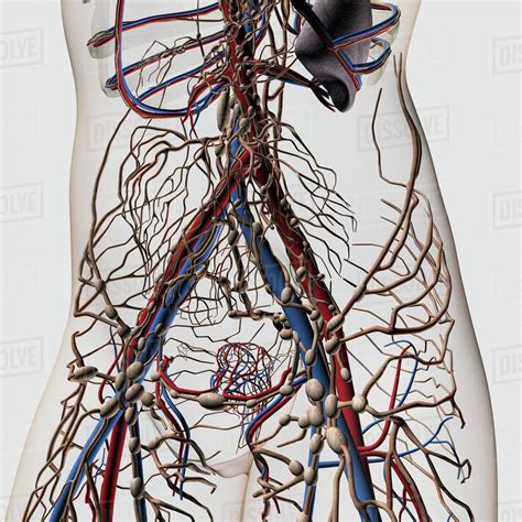 Medical Illustration Of Arteries Veins And Lymphatic System In Female
