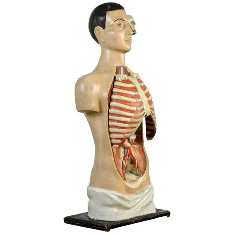 Anatomical Medical Display At 1stdibs