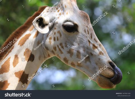 Giraffe Worlds Tallest Mammals Giraffes Legs Stock Photo Edit Now