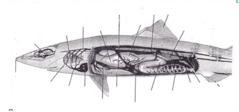 Internal Anatomy Of The Dogfish Shark Shark Brain The Male Urogential