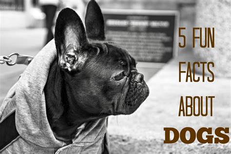 5 Fun Facts About Dogs The How To Dog Blog