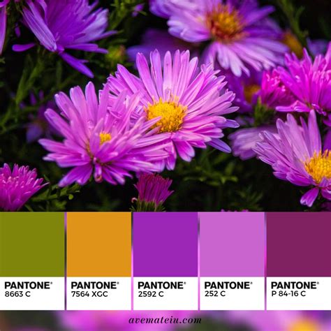 Purple Flowers Blooming Color Palette 349 Ave Mateiu Color Palette