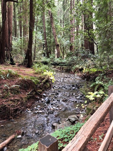 Muir Woods Trail California Alltrails