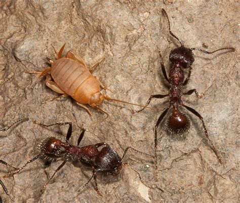Smooth Harvester Ants And Ant Cricket Myrmecophilus Oregonensis