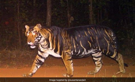 Rare Melanistic Tiger Found Dead In Odishas Similipal