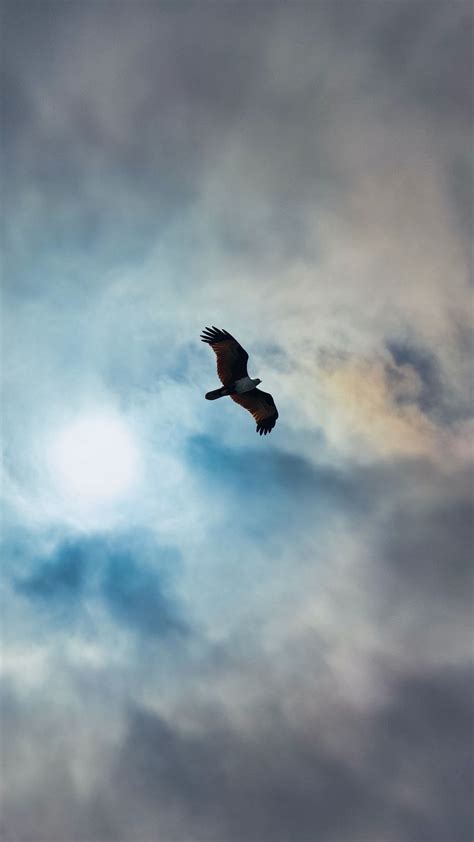 Download Wallpaper 1080x1920 Eagle Bird Wings Flight Clouds Sky