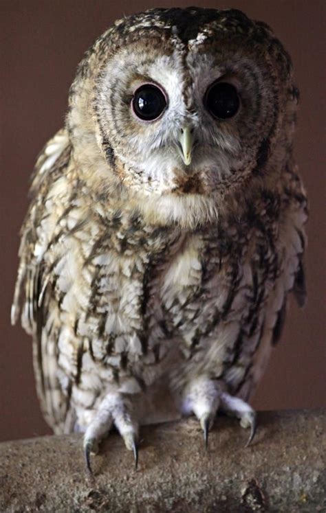 47 Superb Owls Matt Cardy Getty Images Owl Bird Pet Birds Strix