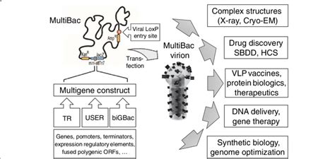 The MultiBac baculovirus expression vector system. MultiBac consists of