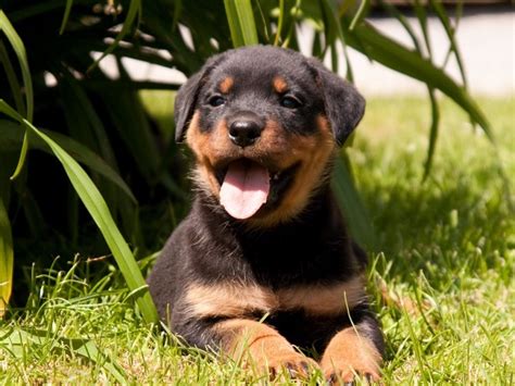 Rottweiler or Rottie | Australian Dog Lover One of many great free stock photos from pexels.