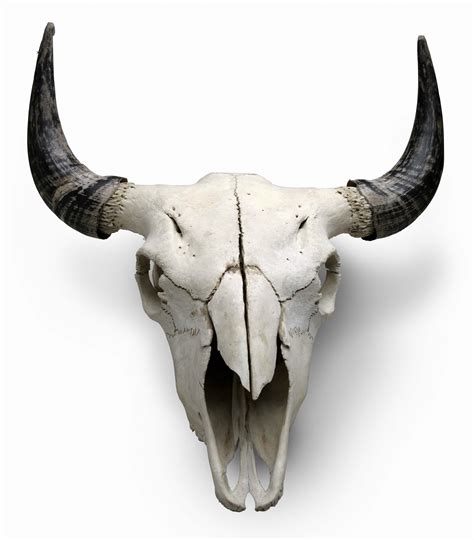 Animal Skull 1 Animal Skulls Animal Skeletons Buffalo Skull