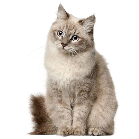 Siberian Cat Breed Information Temperament And Health