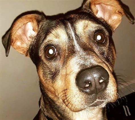 Mar 28, 2020 · a red heeler boxer mix will combine the traits of the red heeler and the boxer. 20 Australian Cattle Dog (Heeler) Mix Breeds - The Popular ...