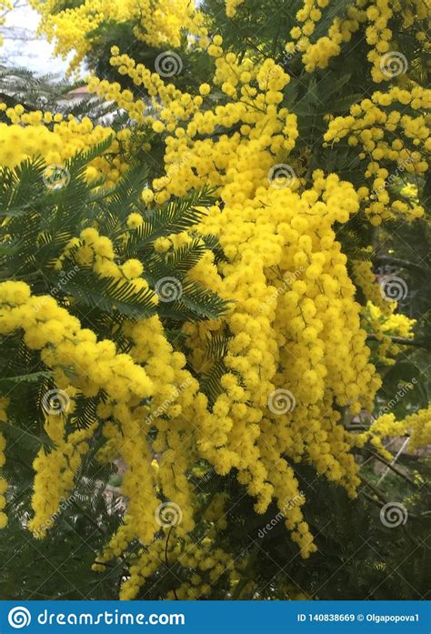 Beautiful Mimosa Flowers Acacia Dealbata Natural Background Stock