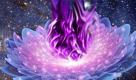 Llama Violeta Descubre Sus Poderes El Elixir De La Eterna Juventud