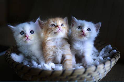 Free Programs On Fostering Kittens Offered At Broward Libraries South