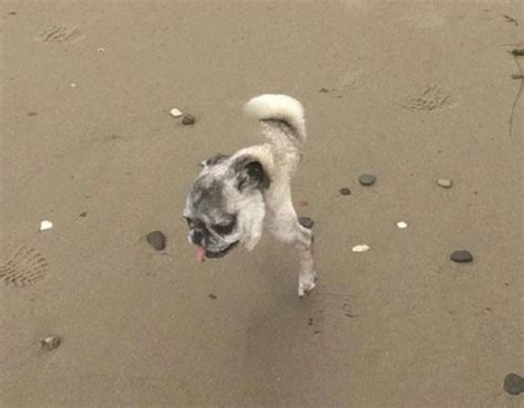 14 Hilarious Panorama Dog Pic Fails Try Not To Laugh