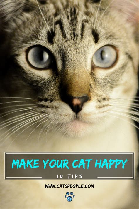 How To Make Your Cat Happy In 2020 Cats Cat Parenting Pets Cuddling