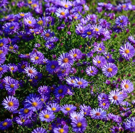 Beautiful Purple Flowers In The Garden As A Background Stock Image
