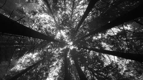 The great collection of aesthetic laptop wallpapers for desktop, laptop and mobiles. Worm's Eye View Of Trees In The Forest HD Black Aesthetic ...