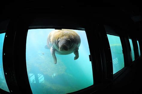 A Manatee Seen From The Fish Bowl Observatory At Ellie Schiller