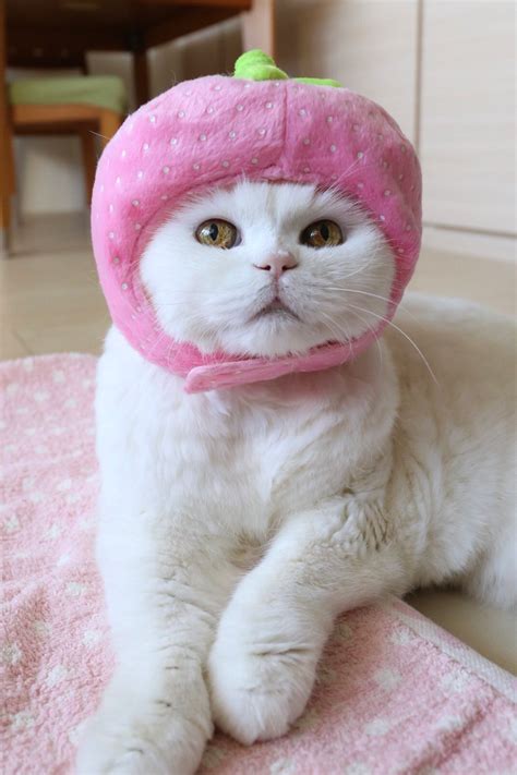 Pin By Rhonda Sturm On Rhonda Funny Cats Cat Clothes Cat Costumes Cat