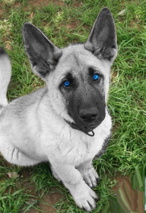 It's usually grey, white, or black. Blue Eyed German Shepherd Puppies For Sale | PETSIDI