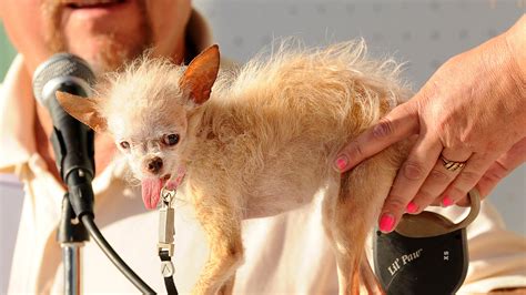 Chinese Crested Chihuahua Mix Deemed Ugliest Dog Fox News