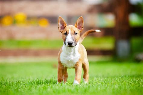 10 Best Bull Terrier Breeders 2024 Our Top 10 Picks