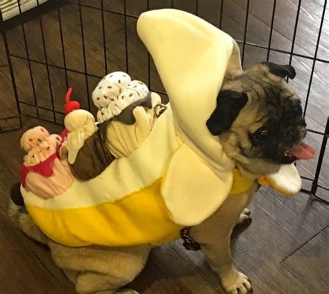 Photos From The Best Halloween Party Just For Pugs Banana Split