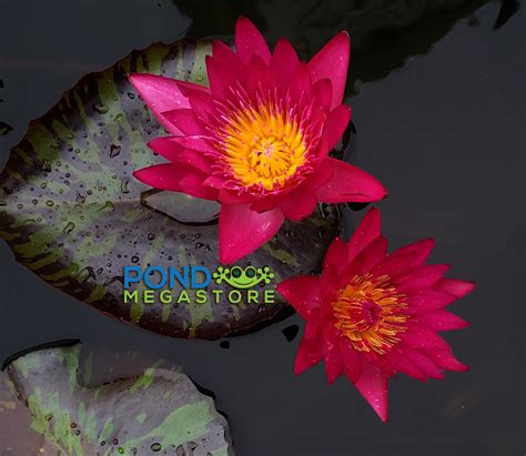 Doris Holt Very Red Water Lily Day Blooming Pond Megastore