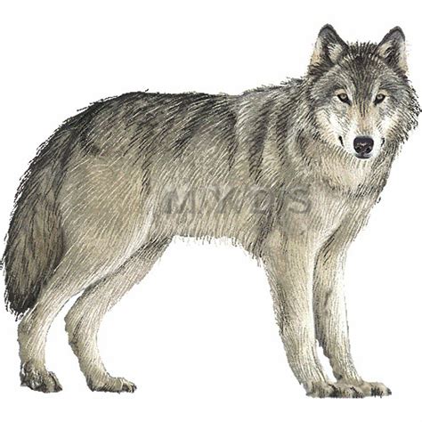 Download High Quality Wolf Clipart Gray Transparent Png Images Art