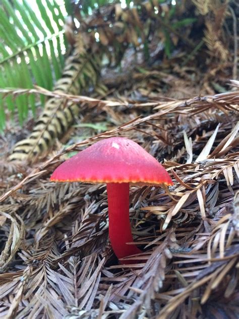 The Brightest Red Little Mushroom Ive Ever Seen Rmycology