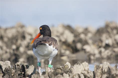 Coastal Birds Your Top Questions Answered Audubon North Carolina