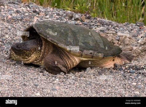 Snapping Turtle Chelydra Serpentina Female Laying Eggs In Roadside