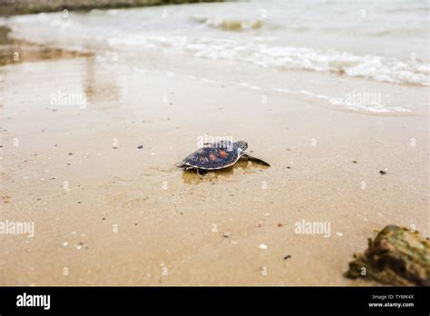 Helping And Conserving Sea Turtles For Release To Nature Stock Photo