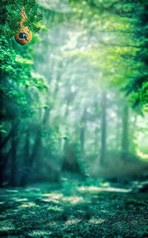 Green Forest Cb Picsart Background Full Hd For Photoshop Editing