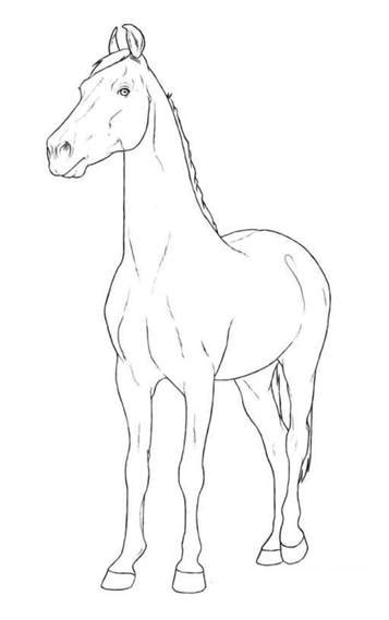 kids  funcom  coloring pages  horse breeds