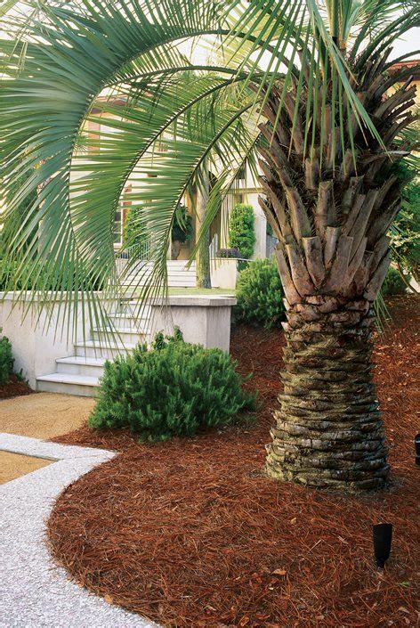 Dravenultimate Palm Tree Flower Bed Phoenix Palm Trees For Garden Rs